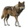 wolf pack logo