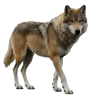 wolf pack logo