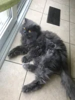 PhonyTM's profile picture