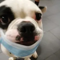 El Extinto's profile picture