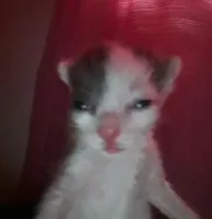 sellberg's profile picture