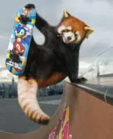 Shiyo's profile picture