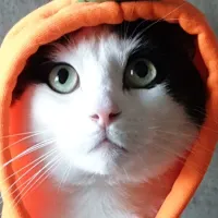 bubba's profile picture