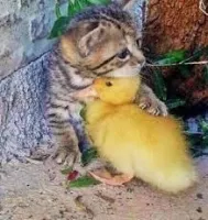 Topzander's profile picture