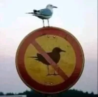 Deanibara's profile picture