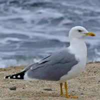 Seagullman's profile picture