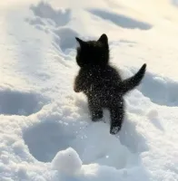 yleqi's profile picture