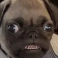 Backii's profile picture