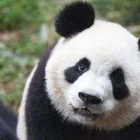 Panda.CG's profile picture