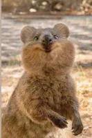 Quokka's profile picture
