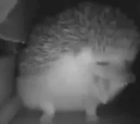 akrasia's profile picture