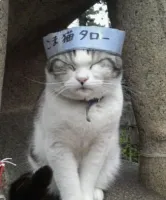 Albololo's profile picture