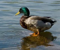 Duck.'s profile picture
