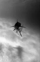 Zekaya.'s profile picture