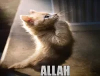 chefan's profile picture