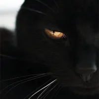 idox_black's profile picture