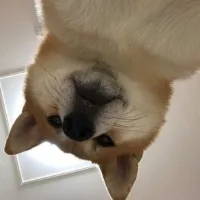 kRISPY069's profile picture