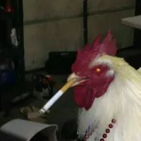 TheRooster's profile picture