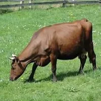 Schneufler's profile picture