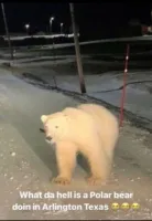 Nelkko's profile picture