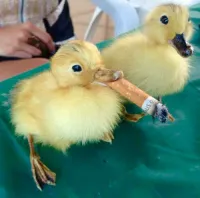 goose3's profile picture