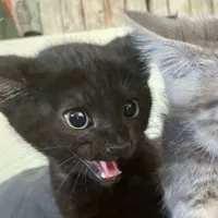 ydino's profile picture