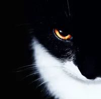 Sm1ss's profile picture