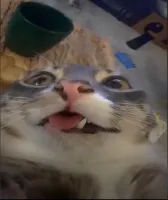 Shvdxw's profile picture