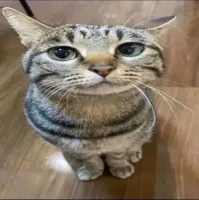 Maxsan's profile picture