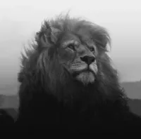 naaru's profile picture