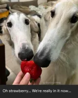 ViVheka's profile picture