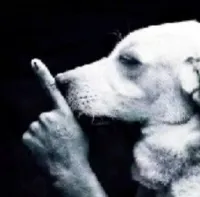 Shxdow..'s profile picture