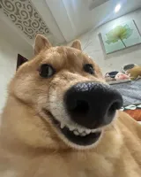 SoFknBad's profile picture