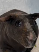 Sanyi's profile picture