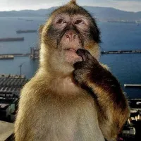 phrogg-_-'s profile picture