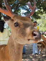 yeoman's profile picture