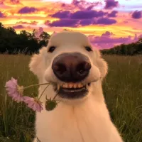 D3ks1.FZND's profile picture