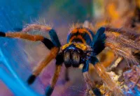 EmeraldBoa.MM's profile picture