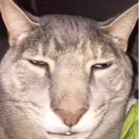 Shinigami.ODE's profile picture
