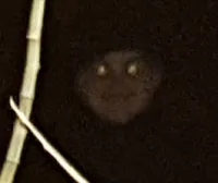 Schackar's profile picture