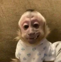 Certololo's profile picture