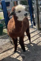 Liisa's profile picture