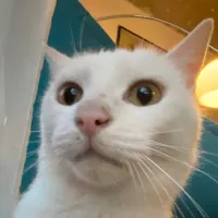 yeete's profile picture