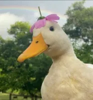 MelkmalMeinePalme's profile picture