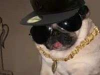 DOG's profile picture