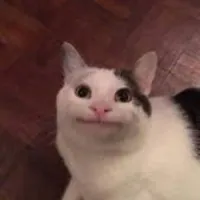 ImmerNochLeon's profile picture