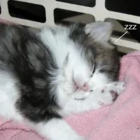 miri's profile picture