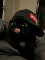 Gubby's profile picture