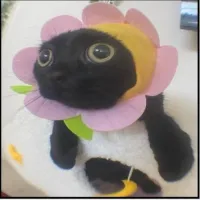 Janelavinya's profile picture