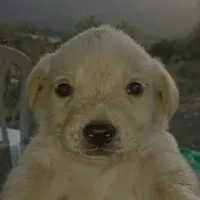 joel.sjb's profile picture